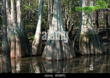 Genoux Cypress Florida USA Banque D'Images