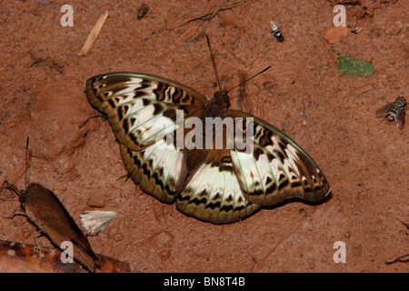 Butterfly (Euryphura chalcis : Nymphalidae), les mares en forêt tropicale, le Ghana. Banque D'Images