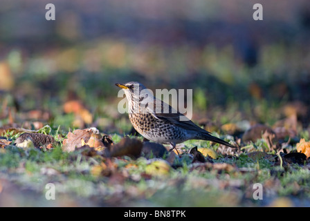 F (Turdus, Fieldfare), dans Orchard Banque D'Images