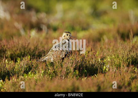 Pluvier doré Pluvialis apricaria (juvénile) Comité permanent entre heather appelant Banque D'Images