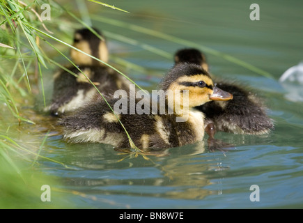 Canard colvert Anas platyrhynchos trois canetons sur l'eau Dorset, UK Banque D'Images