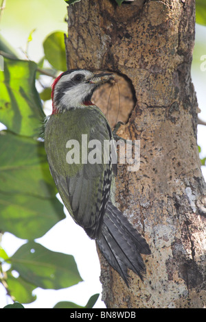 Xiphidiopicus percussus Cuban pic vert mâle, trou d'imbrication avec la nourriture à Zapata, République de Cuba en mars. Banque D'Images