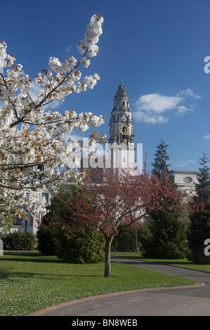 Tour de l'horloge de l'Hôtel de ville de Cardiff au printemps de Cathays Park avec fleurs sur trois en premier plan Cardiff South Wales UK Banque D'Images