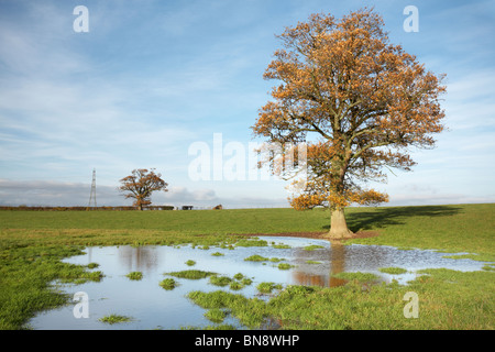 Seul l'automne chêne debout dans un champ inondé, Herefordshire, Angleterre, RU Banque D'Images