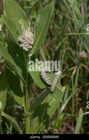 Les chenilles de papillon Monarque Danaus plexippus se nourrissant de l'Asclépiade commune (Asclepias syriaca E USA Banque D'Images