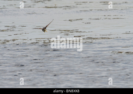 Hobby chasing libellules à Shapwick Heath. Banque D'Images