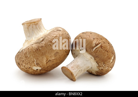 Champignons bruns Banque D'Images