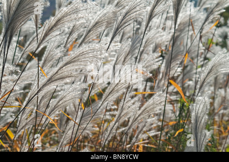 Silvergrass Amur (Miscanthus sacchariflorus) Banque D'Images