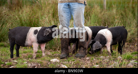 Les porcs Saddleback gathererd agriculteurs ronde les jambes. Banque D'Images