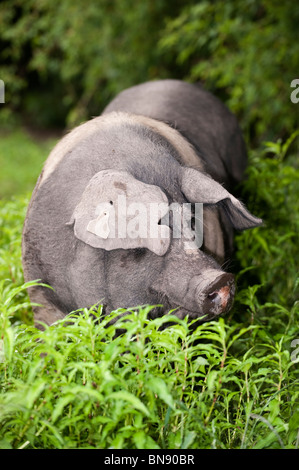 Saddleback pig grazing dans l'herbe haute. Banque D'Images