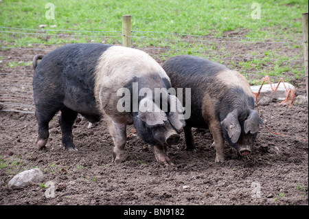 Sanglier et semer les porcs saddleback dans un paddock Banque D'Images