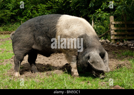 Saddleback sanglier dans champ. Banque D'Images