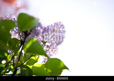 Au printemps fleurs lilas Banque D'Images