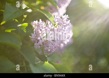 Au printemps fleurs lilas Banque D'Images