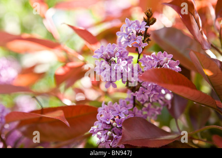 Au printemps fleurs lilas Banque D'Images