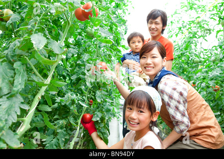 Portrait de famille picking tomatoes smiling Banque D'Images