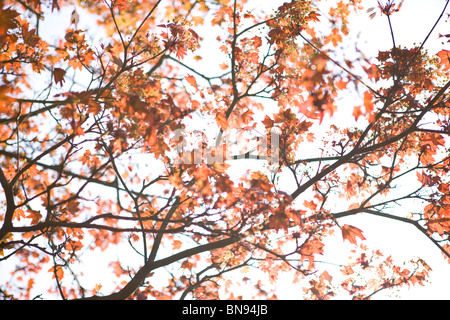 Branches d'un arbre d'érable Banque D'Images