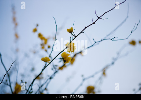 Branches de japonica vexille de fleurs jaunes au printemps Banque D'Images