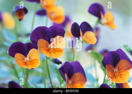 Violet et jaune pensées Banque D'Images