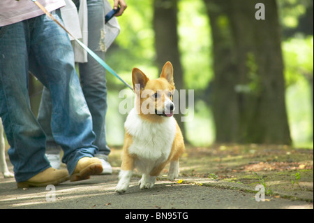 Leur couple en train de marcher dans un parc pour chiens corgi Banque D'Images