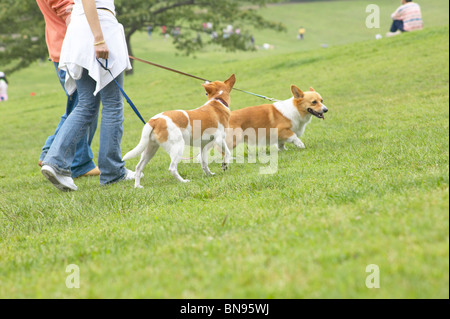 Leurs deux chiens en train de marcher dans un parc Banque D'Images