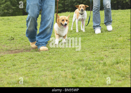 Leurs deux chiens en train de marcher dans un parc Banque D'Images