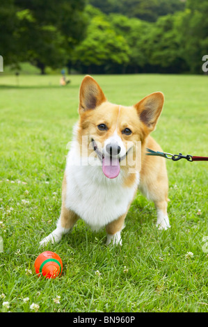 Corgi en laisse avec une balle en face d'elle Banque D'Images