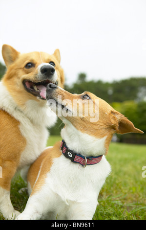 Deux chiens qui jouent ensemble dans un parc Banque D'Images