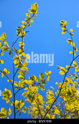 Feuilles vert jaune vif Hazel avec les insectes bourdonner autour et sur eux contre un ciel bleu Banque D'Images