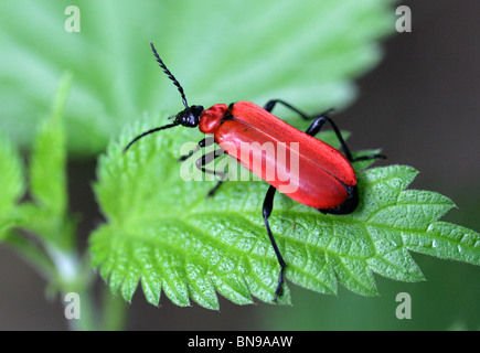 Le Cardinal Beetle ou Scarlet Fire Beetle, Pyrochroa coccinea, Pyrochroidae, Coleoptera Banque D'Images