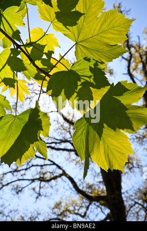 Les feuilles de platane avec des ombres sur eux contre un ciel bleu Banque D'Images