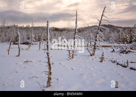 Norris Geyser Basin avec matin de neige, Parc National de Yellowstone, Wyoming, USA Banque D'Images