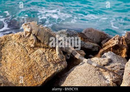 Un iguane sur les rochers dans le port d'Oranjestad, Aruba, Antilles néerlandaises. Banque D'Images