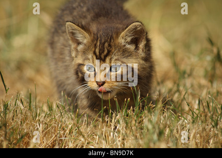 Chaton sauvage chez British Wildlife Centre Banque D'Images