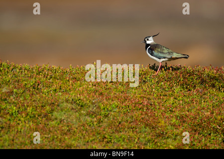 Le vanneau sociable (Vanellus vanellus) debout sur la lande entre les feuilles des plantes de myrtille Banque D'Images