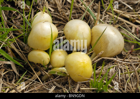 Dung Roundhead ou jaune Fieldcap Bolbitius vitellinus - Champignon Banque D'Images