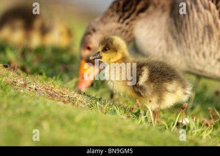 Oie cendrée (Anser anser) gosling debout à côté d'un adulte qui se nourrissent de l'herbe bank Banque D'Images