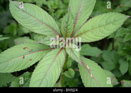 Balsamine de l'Himalaya, Impatiens glandulifera Balsaminaceae. Les jeunes plantes au printemps les bois. Aka Baume indien