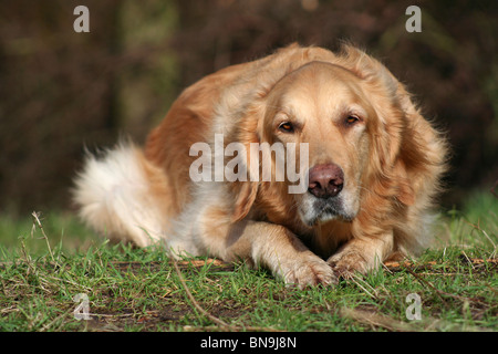 Golden Retriever couché Banque D'Images