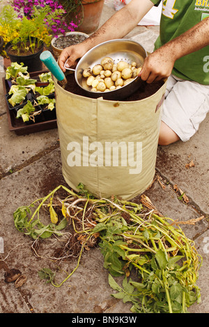 Accueil Nadine cultivé de pommes de terre nouvelles en cours de récolte de pommes de terre de culture compost sacs dans un petit jardin Banque D'Images