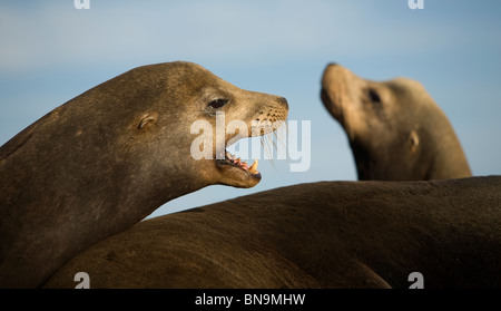 Les lions de mer s'asseoir sur Coronado Island près de la ville de Loreto dans le sud du Mexique Baja California State, 14 février 2009. Banque D'Images