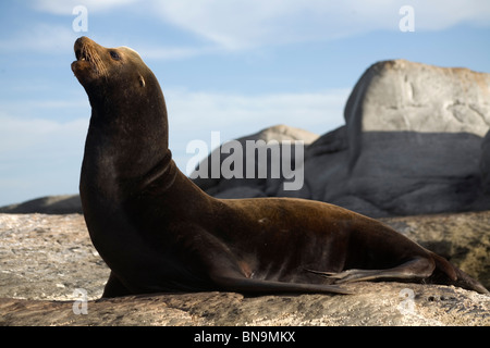 Un lion de mer se trouve sur Coronado Island près de la ville de Loreto dans le sud du Mexique Baja California State, 14 février 2009. Banque D'Images