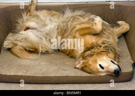 Golden Retriever dog dormant sur le dos dans son lit pour chien Orvis Banque D'Images
