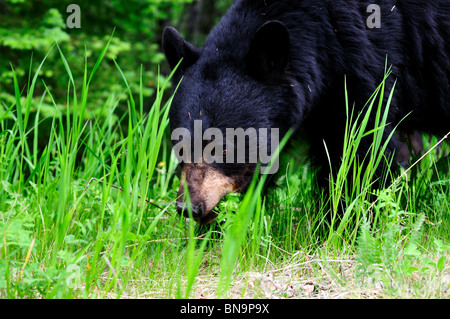 Un ours noir de taille adulte dans la nature. Le Parc National Jasper, Alberta, Canada. Banque D'Images