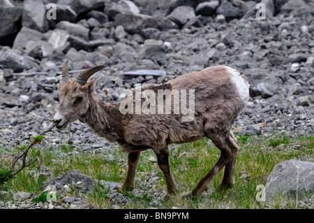 Un mouflon juvénile à l'état sauvage. Le Parc National Jasper, Alberta, Canada. Banque D'Images