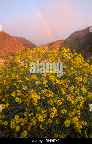 Fleurs sauvages dans Borrego Palm Canyon, Anza-Borrego Desert State Park, Californie. Banque D'Images