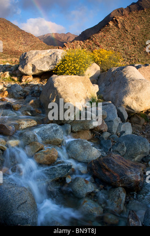 Fleurs sauvages dans Borrego Palm Canyon, Anza-Borrego Desert State Park, Californie. Banque D'Images