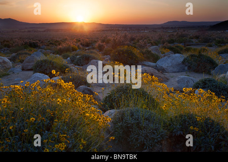 Fleurs sauvages dans Borrego Palm Canyon, Anza-Borrego Desert State Park, Californie. Banque D'Images