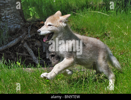 Gray Wolf Pup Toundra Banque D'Images