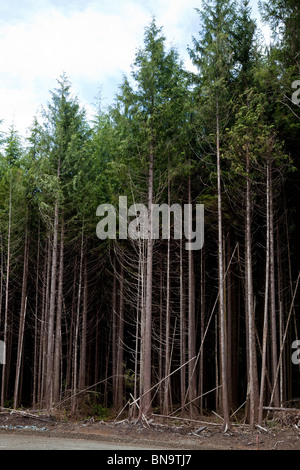 Forêt, coupe à blanc, concept de dommages environnementaux Banque D'Images